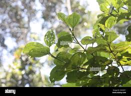 Image result for Dichaetanthera