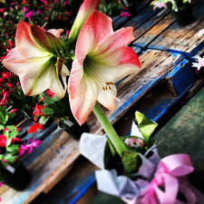 Amaryllis For Christmas At Ellis Home And Garden Home And Garden Amaryllis