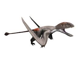 Sibo and up dimorphodon are not generally aggressive but are easily spooked. Dimorphodon Macronyx White Background Photograph By Nobumichi Tamura