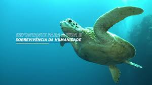 Image result for Pavetta gurueensis