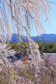 望京の丘のしだれ桜と華やぐ百花苑 春の天龍寺 しだれ桜 京都 桜 宝殿