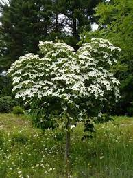 Pin By Latitia Leishman On Trees Pinterest Trees To Plant Landscaping Plants Ornamental Trees