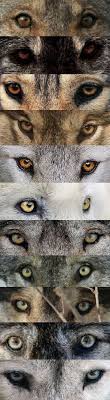 We did not find results for: Source Wolves Tumblr Wolves Eyes Can Have Colors Ranging From Grey Green Yellow Amber Orange And Brown This Is The C Wolf Eyes Wolf Eye Color Wolf Dog