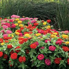 Check your local frost dates. Magellan Mix Zinnia Seeds Park Seed