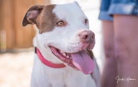 There are many special dogs waiting for a family of their own. Home Dog Gone Seattle