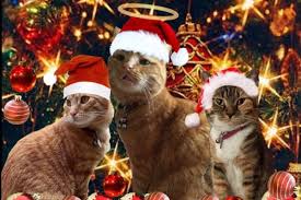 If a large man in red shows up to your door trying to gift wrap you it's because you're on my christmas wish list! 10 Potret Lucu Kucing Yang Ikut Merayakan Natal Minta Dikasih Kado