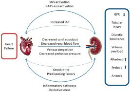 Image result for Renal Function