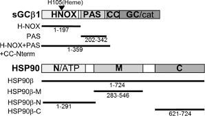 Established 1979, lee & associates is a commercial real estate brokerage, management & appraisal services firm with offices in the united. Heat Shock Protein 90 Associates With The Per Arnt Sim Domain Of Heme Free Soluble Guanylate Cyclase Journal Of Biological Chemistry