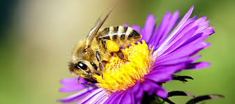 Bienenstich Schnelle Hilfe Und Hausmittel Was Tun