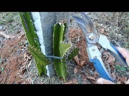Maybe you would like to learn more about one of these? Dragon Fruit Pruning Stem Youtube