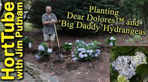 Looking for a good deal on color hydrangea? Dear Dolores Hydrangea Order Online With Plantsbymail Com