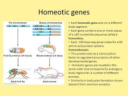 Fertilization Fertilization Union Of 2 Parent Cells Ppt Download