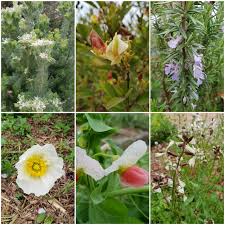 Here you'll discover quite a few good indoor flowering plants to carry you through the colder months. Plants Flowers Favoured By Native Stingless Bees Tetragonula Carbonaria In Sydney Elke Haege Landscape Architecture