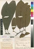 Image result for Pouteria adolfi-friederici