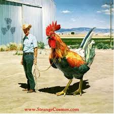 Man With The World S Largest Rooster Chicken Humor Rooster Humor