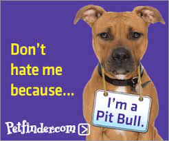 Pin On Adopt A Pet