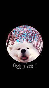 Dogs Wallpaper Lockscreen Dogslovers Dog Wallpaper Iphone Dog Wallpaper Dog Lockscreen