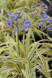 Image result for Agapanthus codii
