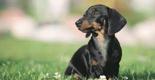 Standard dachshund vs mini dachshund breed overview. Dachshund Vs Miniature Dachshund The Battle Of Wieners