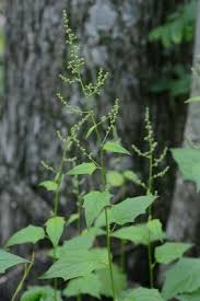 Image result for Chenopodiastrum