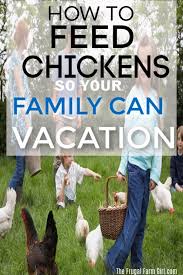 What To Do With Chickens When On Vacation Chicken Diy Raising Turkeys Homestead Chickens