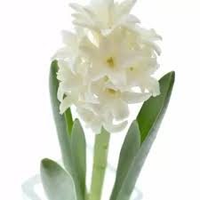 Image result for Hyacinthaceae