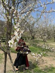 Maybe you would like to learn more about one of these? Almond Blossom Do You Remember The Van Gogh Paintings Pixstory