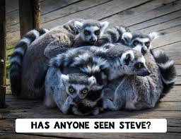 40 Funny Animal Writing Prompt Photos With And Without Caption Animals Animal Writing Funny Animals