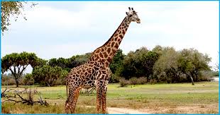 Check spelling or type a new query. For The First Time World S Tallest Mammal Giraffes Face The Threat Of Extinction