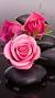 Mobile Rose Wallpaper Hd