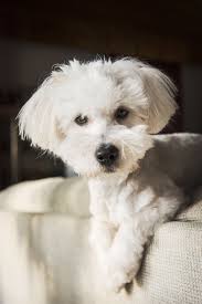 There are plenty of dog breeds that have white coats. 15 Small White Dog Breeds Little White Dog Breeds