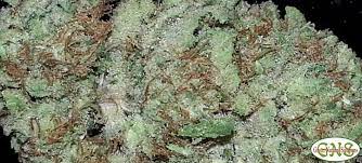 Northern Lights 5 Strain Marijuana Strain Reviews Allbud