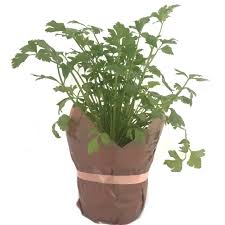 English greek chinese (s) chinese (t) arabic spanish russian dutch portuguese turkish italian french german japanese hebrew korean. Potted Chinese Parsley Daun Sup Mygroser