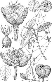 Image result for Mildbraedia carpinifolia