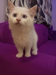 Siberian husky puppies for sale in Mysuru