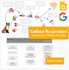 Cellular Respiration Slides Drag And Drop Labeling Remote Learning In 2021 Cellular Respiration Cellular Activities