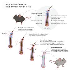 Black or brown hair changing to blond, greying or reddening of hair, and darkening of originally grey hair have been reported in many cases. New Findings Suggest How Stress May Trigger Gray Hair Harvard Gazette