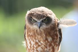 Bad Feather Day This Guy Doesn T Look Too Pleased With His Appearance Photo By Etienne On Flickr Funny Animal Pictures Funny Animals Cute Animals