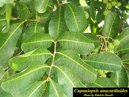 Image result for Cupaniopsis