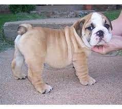 English Bulldog Puppy In Light Tan With White Face Jpg