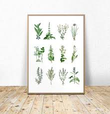 Kitchen Herbs Chart Herbs And Spices Printable Herbs And