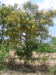 Image result for Entada abyssinica