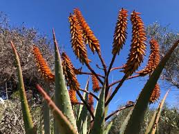 Image result for Aloe marlothii
