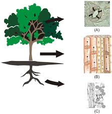 Each stoma (plural, stomata) consists of paired epidermal guard cells, a pore between them and an divergence of major land plant lineages and appearance of stomatal characteristics. Nanoparticles In The Environment Assessment Using The Causal Diagram Approach Environmental Health Full Text