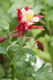 Pin On Garden Perrenials