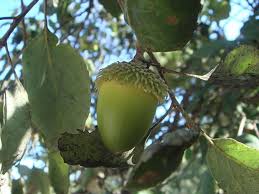 El corcho es utilizado en la fabricación de tapones corcho y superficie lisa del alcornoque (quercus suber). Arboles Alcornoque Mediterraneo