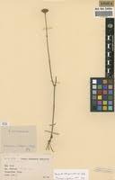 Image result for Schinziella tetragona