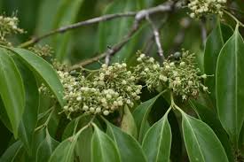 Image result for Psydrax fragrantissima