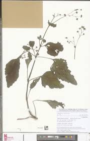 Image result for Adenostemma viscosum