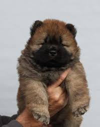 Satilik Chow Chow Yavrusu Cin Aslani Yavrusu Satilik Yavru Satilik Yavru Kopekler Yavru Kopek Fiyatlari Kopek Chow Chow Yavru Kopek